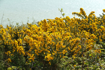 Close-up of beautiful blooming yellow ginista shrubs in front of the sea
