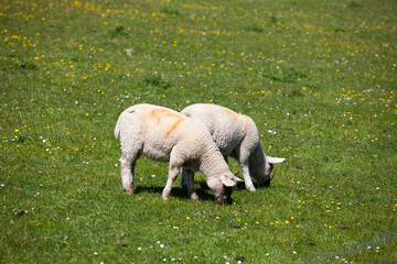 Obraz premium sheep and lamb