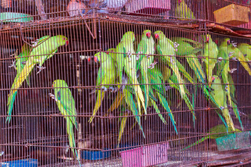 Vertical shot of an iron bird cage with green parakeets