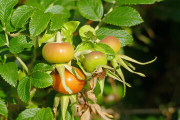 Close-up of a group of orange seaberries a the Baltic Sea in  Germany; rose hips / dog roses and its bush after a rainfall
