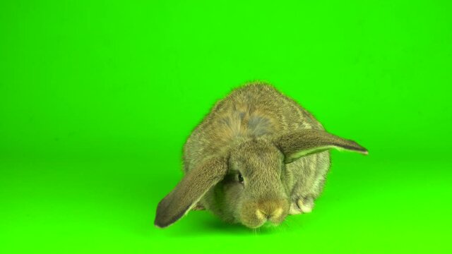 gray hare rabbit on a green background screen