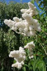Macro of the blossoms of a blooming common white lilac (syringa vulgaris alba)