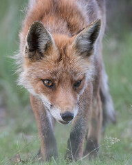 Fototapeta na wymiar A close up of a beautiful red fox, photographed in the dunes of the Netherlands.