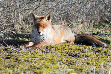 Red fox enjoys the sun, photographed in the dunes of the Netherlands.