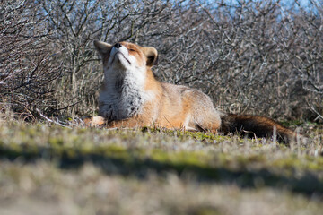 Red fox enjoys the sun, photographed in the dunes of the Netherlands.