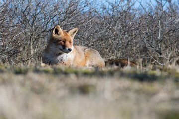 Red fox enjoys the sun, photographed in the dunes of the Netherlands.