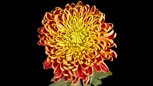 Time Lapse of Beautiful Red - Yellow Chrysanthemum Flower Opening Against a Black Background. 4K.