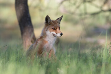 Red fox is relaxing in the grass, photographed in the dunes of the Netherlands.