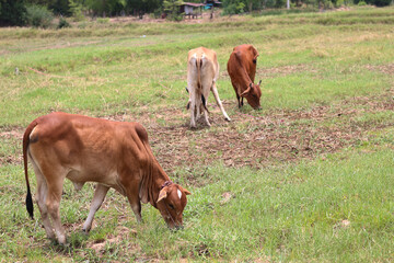 cow grazing in the field
