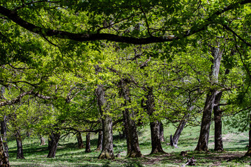 Obraz premium Springtime