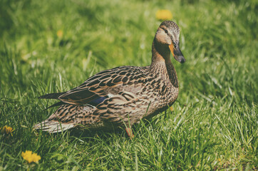 Single brown duck