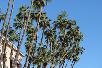 Crowns of a group of tall palm trees next to an old house in front of a cloudless blue sky