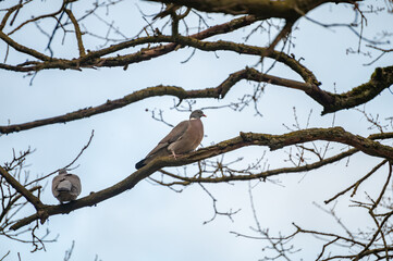 dove in a tree