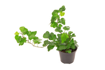 isolated ivied houseplant, green ivy  house plant in on white