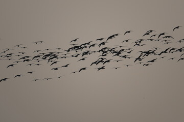 Black-white photo: A flock of geese flying in the air