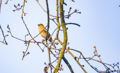 Finch in the tree
