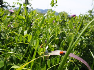 てんとう虫