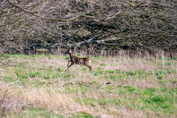 deer looking running away