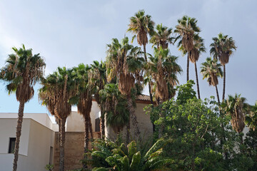 View of tall Palmetto palm trees in front of holidays homes and blue sky