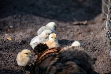 Young chicken in spring