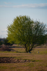 Fototapeta premium first green tree with goose