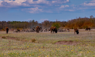 Wisent grazing in the maashorst in the dutch spring.