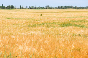 Golden wheat field in summer
