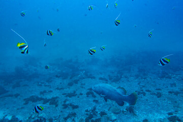 Obraz na płótnie Canvas A giant grouper and a school of long fin bannerfish
