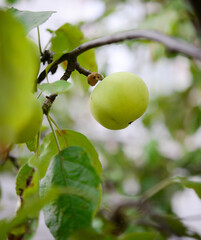 Apple on a branch in the garden