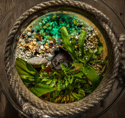 Forest in jar - minature nature - minature forest - flowers - plant