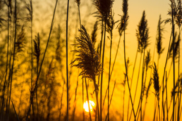 Reed in bright orange yellow sunlight at sunrise in spring, Almere, Flevoland, The Netherlands, April 17, 2021