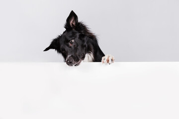 Curious border collie dog looking down with a white banner or a poster in front of him, isolated. Card template with portrait of a dog . Dog behind empty white board. - 428390869