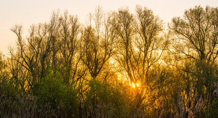 Fototapeta na wymiar Trees in bright orange yellow sunlight at sunrise in spring, Almere, Flevoland, The Netherlands, April 17, 2021