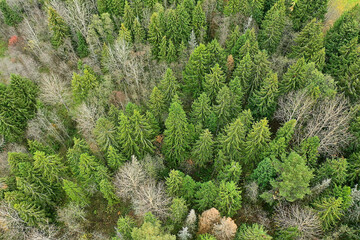 autumn forest taiga view from drone, yellow trees landscape nature fall