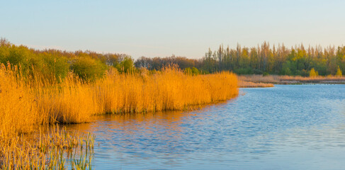 Reed and trees along the edge of a lake in wetland in bright blue sunlight at sunrise in spring, Almere, Flevoland, The Netherlands, April 17, 2021