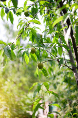 Peach on a branch of a peach tree in the garden on a sunny summer day.