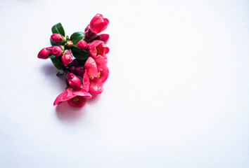 red spring flowers on a white background for mockup, photo of beautiful fresh buds of Japanese quince or chaenomeles on a white canvas, floral background for your advertising copyspace mockup