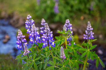 Lupine flowers in Iceland