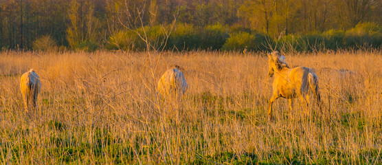 Horses in a field with reed, bushes and trees in wetland under a blue sky in sunlight in spring, Almere, Flevoland, The Netherlands, April 17, 2021 © Naj