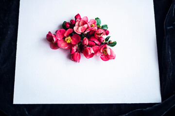 red spring flowers on a white background for mockup, photo of beautiful fresh buds of Japanese quince or chaenomeles on a white canvas, floral background for your advertising copyspace mockup