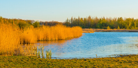 Reed and trees along the edge of a lake in wetland in bright blue sunlight at sunrise in spring, Almere, Flevoland, The Netherlands, April 17, 2021