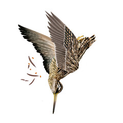 oiseau, bécassine des marais, la chasse, en vol , tiré, nature, ailes,  faune, sauvage, chasseur, tué,  animal, ailes, ciel, sauvage, blanc, chasse, bec, brun,