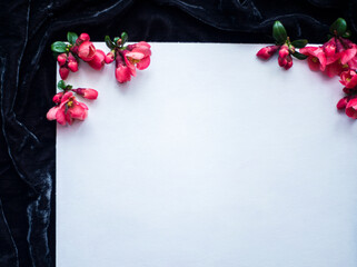 red spring flowers on a white background for mockup, photo of beautiful fresh buds of Japanese quince or chaenomeles on a white canvas, floral background for your advertising copyspace mockup