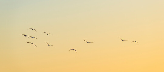 Flock of geese flying in a bright blue yellow sky in sunlight at sunrise in spring, Almere, Flevoland, The Netherlands, April 17, 2021
