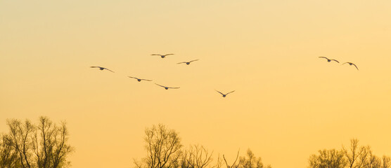 Flock of geese flying in a bright blue yellow sky over nature in  sunlight at sunrise in spring, Almere, Flevoland, The Netherlands, April 17, 2021