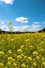 Obraz premium A field of rape blossoms in spring at Chiba in Japan
