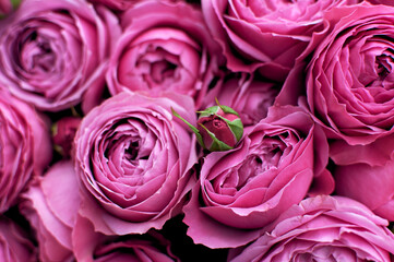 Bouquet of peony roses, close-up, selective focus. The background of their delicate buds of pink flowers