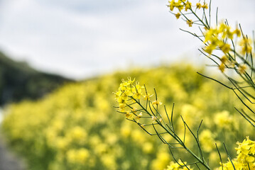 春の風物詩　土手に播種した菜の花の美しい風景