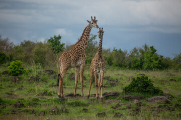 Giraffe family in alert in rainy season in Masai Mara Game Reserve of Kenya, East Africa.