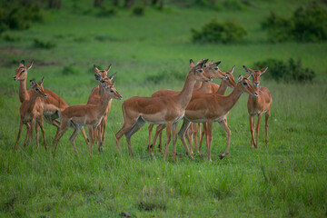 Naklejka na ściany i meble Impala antelope herd in alert in Masai Mara Game Reserve of Kenya, East Africa...